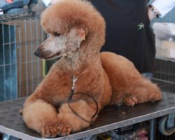 Ausstellungrostock2015083