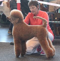 Ausstellungrostock2015110