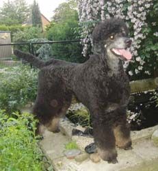 Neumnstercurly095klein