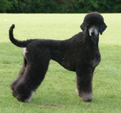 VDPSieger16Curly1