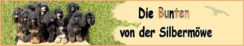 bannersilbermoeweneu