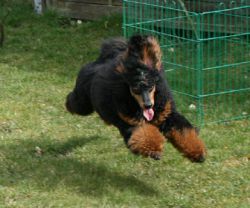 Denny Lambada 24 03 09052a