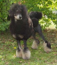 Vdpsiegerschau2012087