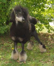 Vdpsiegerschau2012088