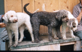 lagotto