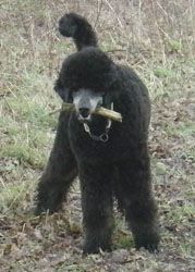 Curly1jahr355a