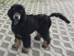 Curly4mo010