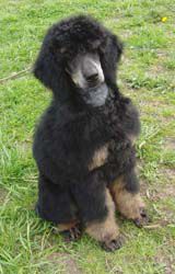 Curly4mo018