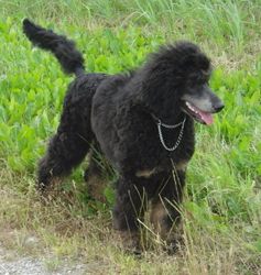 Curly6mo055klein