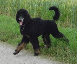 Curly6mo086klein