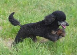 Fly1jahr197