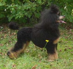Vdpsiegerschau2012071