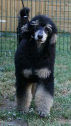 Nala028a