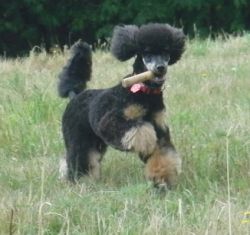 Taiga10mo006a