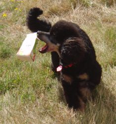 Taiga10mo217a