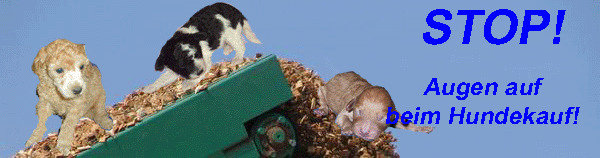 bannerpudelzucht
